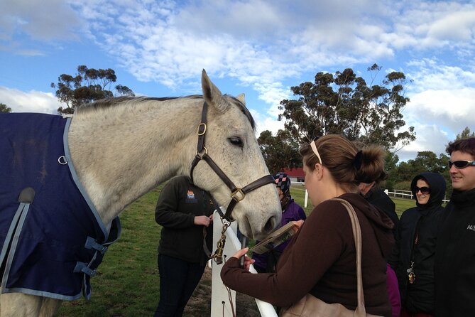 Champion Racehorse Tour with Beer and Wine Tasting - Devonshire Tea Break: Why That Scone Moment Matters