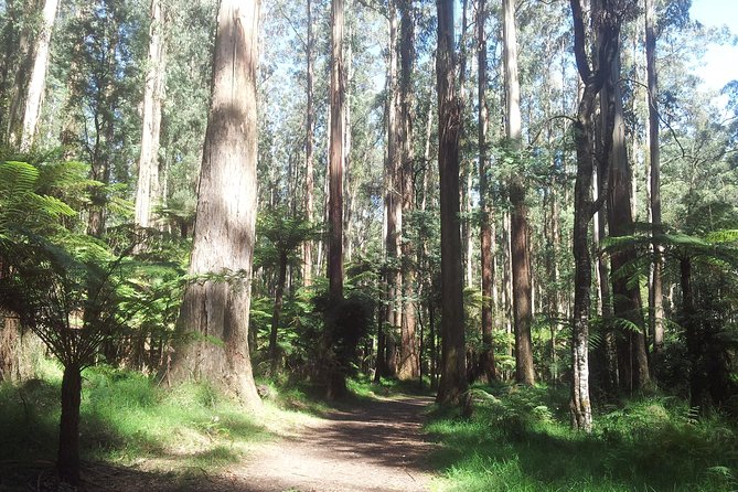 Dandenong Ranges Private Day Tour - Key things that make this tour worth your time