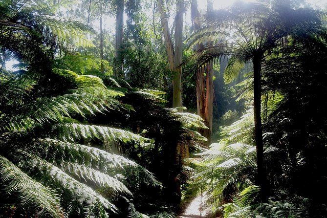 Dandenong Ranges Private Day Tour - Your private escape from Melbourne’s heat and noise