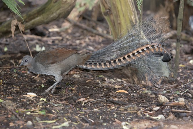 Dandenong Ranges Private Day Tour - Price and value: is $351.45 per group a smart buy?