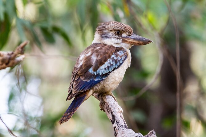 Dandenong Ranges Private Day Tour - Who this tour fits best (and who may want to shop around)