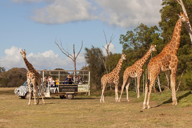Deluxe Safari Adventure at Werribee Open Range Zoo - excl. entry - Off-road access: the difference between “close” and “way closer”