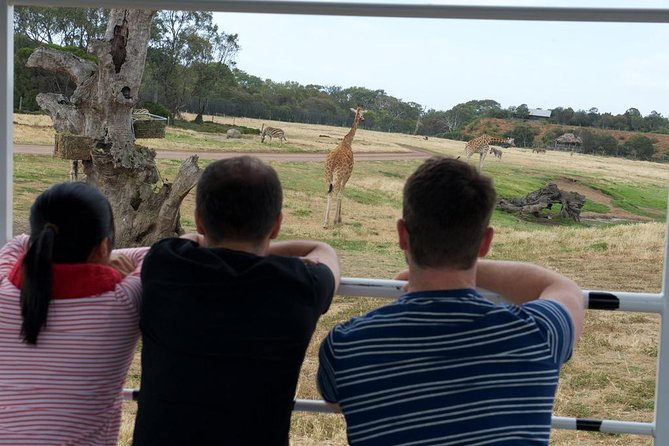 Deluxe Safari Adventure at Werribee Open Range Zoo - excl. entry - The value question: $43.03 for the safari ride only