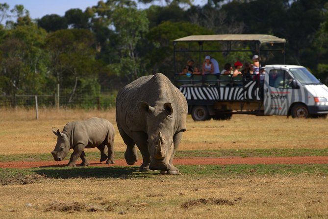 Deluxe Safari Adventure at Werribee Open Range Zoo - excl. entry - The 75-minute ride: what happens from start to finish