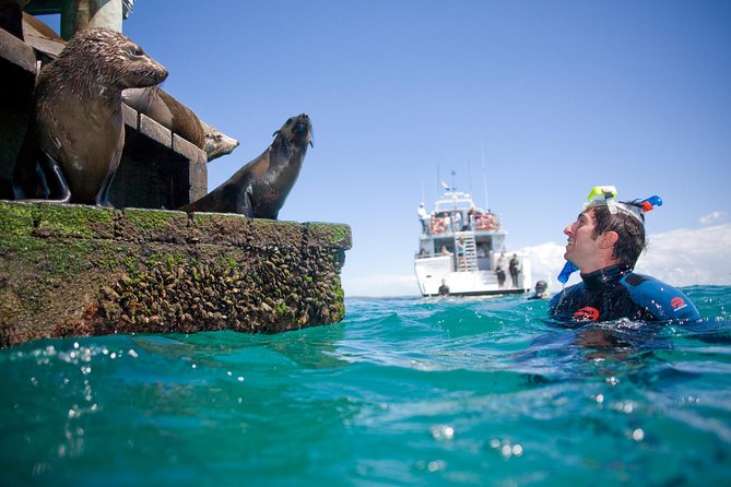 Dolphin and Seal snorkel adventure from Sorrento - Seals in Shallow Water: The Up-Close Part You’ll Remember