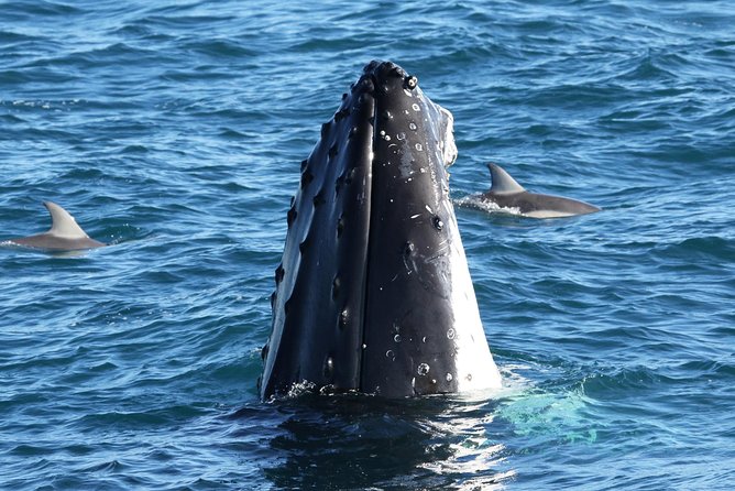 Dolphin & Whale Cruise - Key things that make this cruise feel like a good use of your afternoon