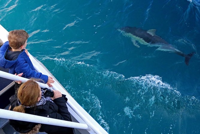 Dolphin & Whale Cruise - Why whales (and seals) are easier when you’re actually on the water