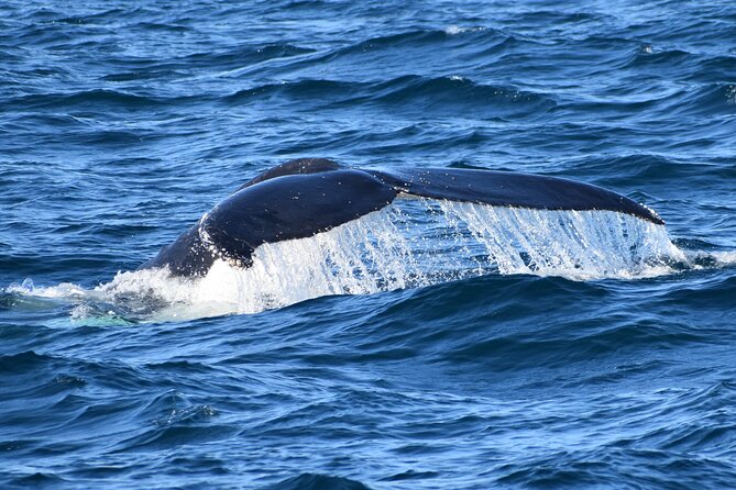 Dolphin & Whale Cruise - The Cape Woolamai Old Granite Quarry stop: short, useful, and not a time sink