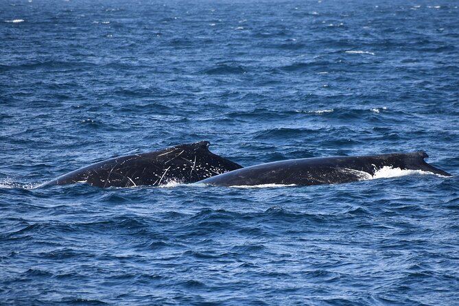Dolphin & Whale Cruise - What onboard commentary actually does for you