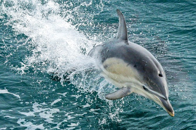 Dolphin & Whale Cruise - Price and what you’re really paying for in a 3-hour cruise