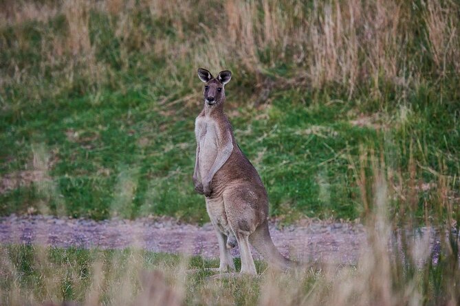 Dusk Discovery Tour - Price and value: $68.14 per person, and what you’re really getting