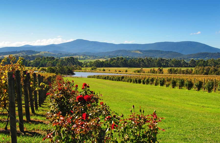 Experience Yarra Valley: A Tailored private Wine Journey - Optional Healesville Sanctuary: trade some wineries for animals and breathing room