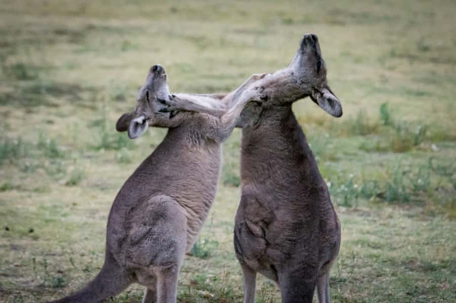 From Melbourne: 2-Day Great Ocean Road & Grampians Escape - Who Should Book This Escape—and Who Might Want Something Else