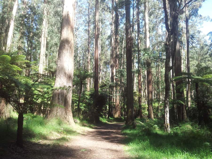 From Melbourne: Dandenong Ranges Private Day Tour - Key things I’d circle before you book