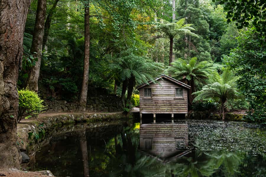 From Melbourne: Dandenong Ranges Private Day Tour - A six-hour reset just outside Melbourne