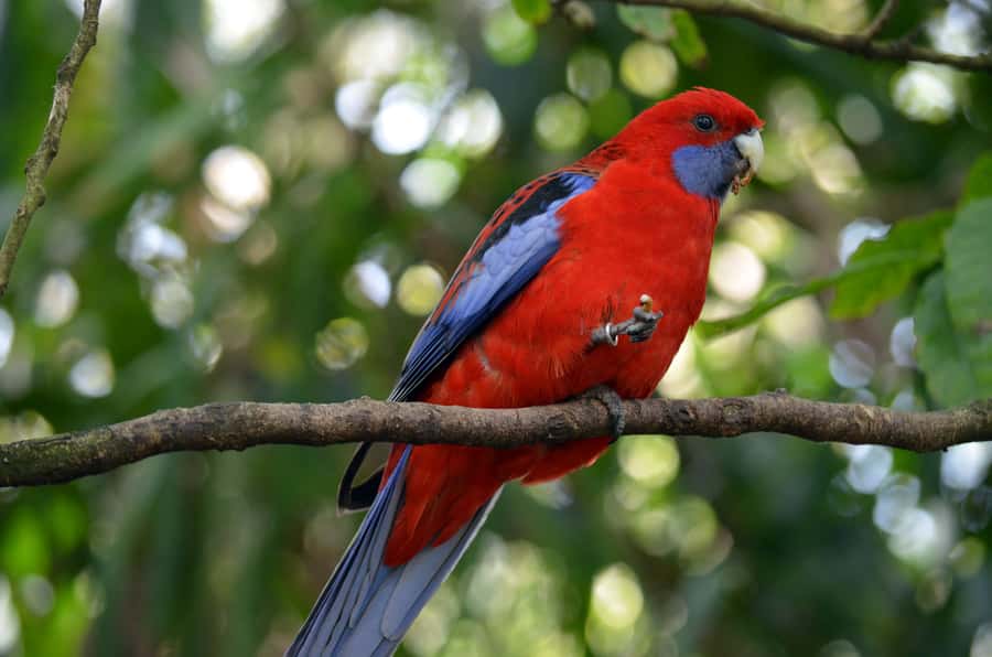 From Melbourne: Dandenong Ranges Private Day Tour - Who this tour suits best