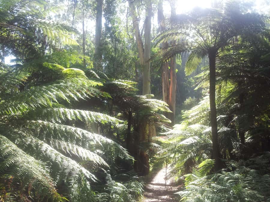 From Melbourne: Dandenong Ranges Private Day Tour - Eucalyptus and fern forest walk: the Jurassic-feeling stretch