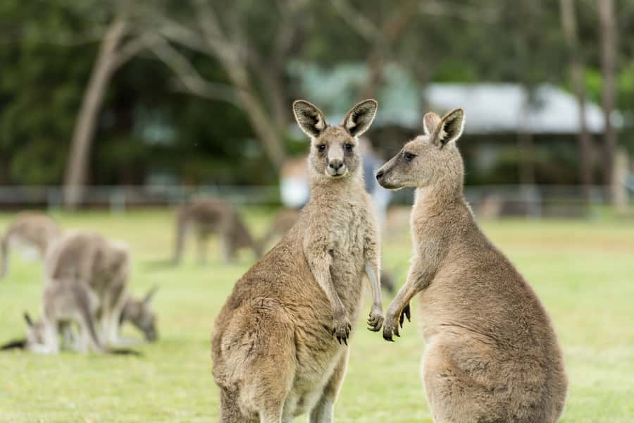 From Melbourne Grampians National Park Kangaroos Guided Tour - Brambuk Cultural Centre and the Grampians six-season story