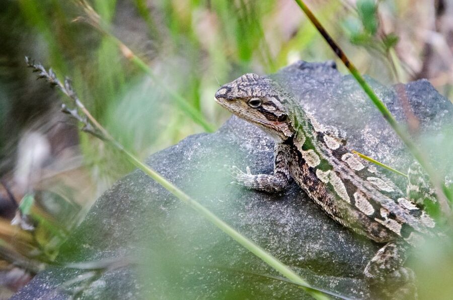 From Melbourne: Grampians National Park Small Group Tour - What it costs and why it usually feels fair for a Melbourne day trip