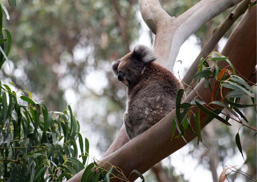 From Melbourne: Great Ocean Road & 12 Apostles Full-Day Tour - A long, well-paced day from Melbourne: what 750 minutes really feels like