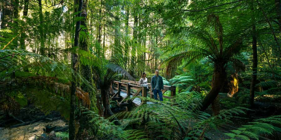 From Melbourne: Great Ocean Road & 12 Apostles Full-Day Tour - Wildlife viewing moments: how to actually spot animals