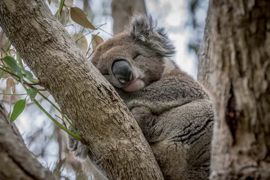From Melbourne: Great Ocean Road, 12 Apostles & Koalas - Memorial Arch to Anglesea: starting your day with purpose