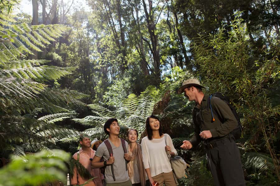 From Melbourne: Great Ocean Road, 12 Apostles & Koalas - Maits Rest rainforest walk: the break that prevents couch fatigue