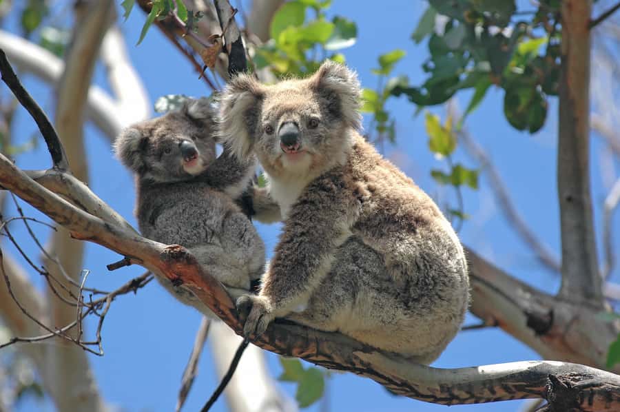 From Melbourne: Great Ocean Road, 12 Apostles, Wildlife Tour - Torquay surf beach stop plus Bells viewing range