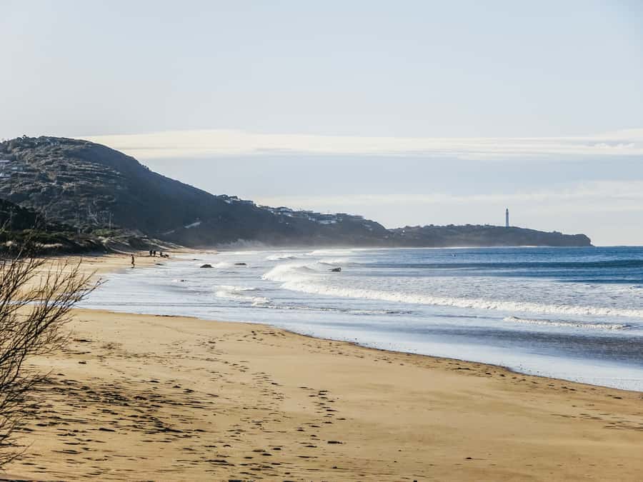 From Melbourne: Great Ocean Road, 12 Apostles, Wildlife Tour - Rainforest forest walk: tall trees and real oxygen