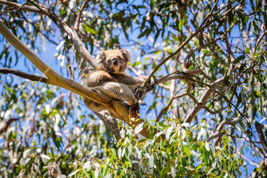 From Melbourne: Great Ocean Road Boutique Tour in Reverse - Price and value: is $97 for 12 hours actually fair?