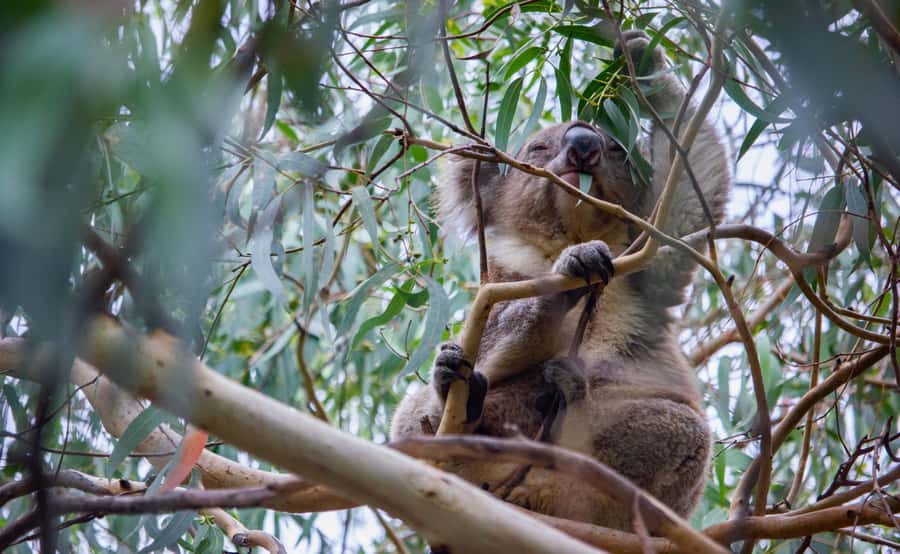 From Melbourne: Great Ocean Road Full-Day Guided Trip - Pickups, Timing, and the Reality of a 14-Hour Coach Day