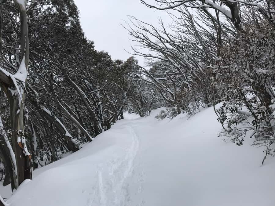 From Melbourne: Mt Buller Snow Day Small Group Boutique Tour - Horse Hill Toboggan & Snowplay: where the day turns playful