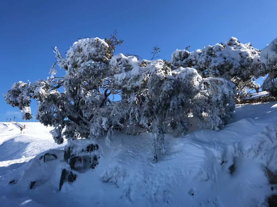 From Melbourne: Mt Buller Snow Day Small Group Boutique Tour - Mt Buller arrival: getting oriented (and not wasting your best snow time)