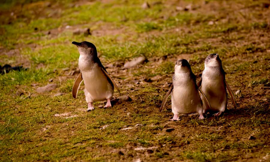 From Melbourne: Penguin Parade Afternoon Tour - From Flinders & Market to Phillip Island: how the ride sets you up