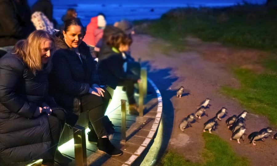 From Melbourne: Penguin Parade Afternoon Tour - Cape Woolamai in summer: cliffs and beach air (seasonal)