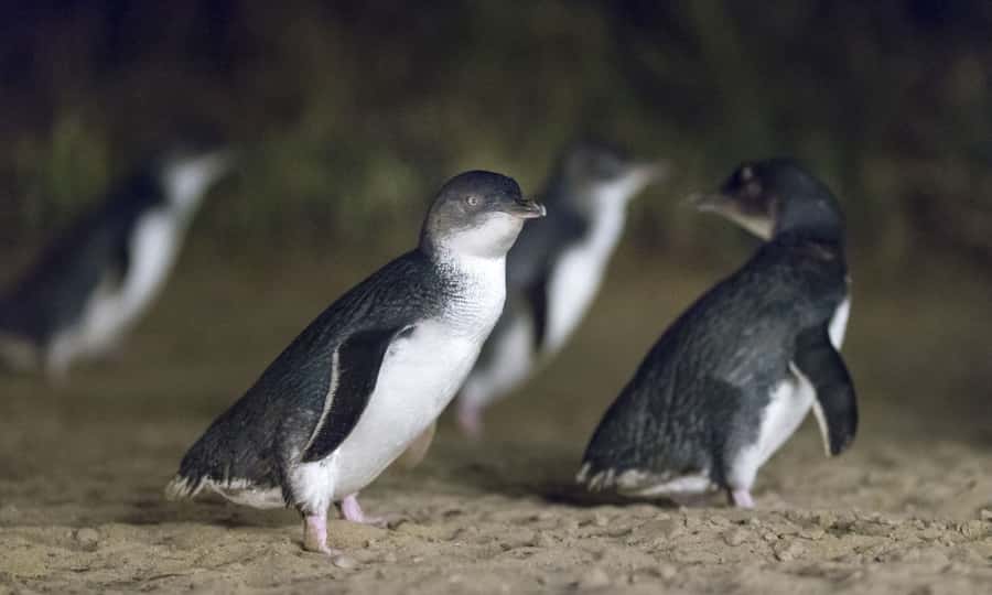 From Melbourne: Penguin Parade Afternoon Tour - The Nobbies stop: ocean views and wildlife odds