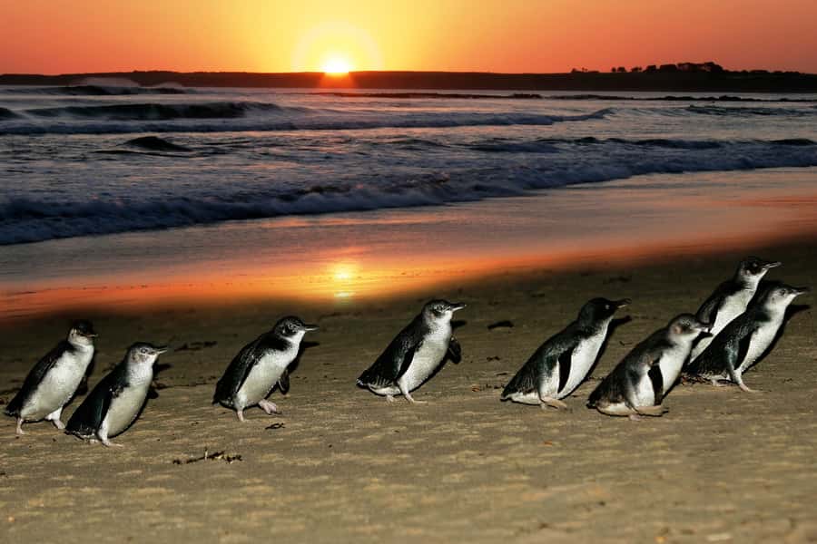 From Melbourne: Penguin Parade, Koalas & Kangaroos - Key takeaways before you go