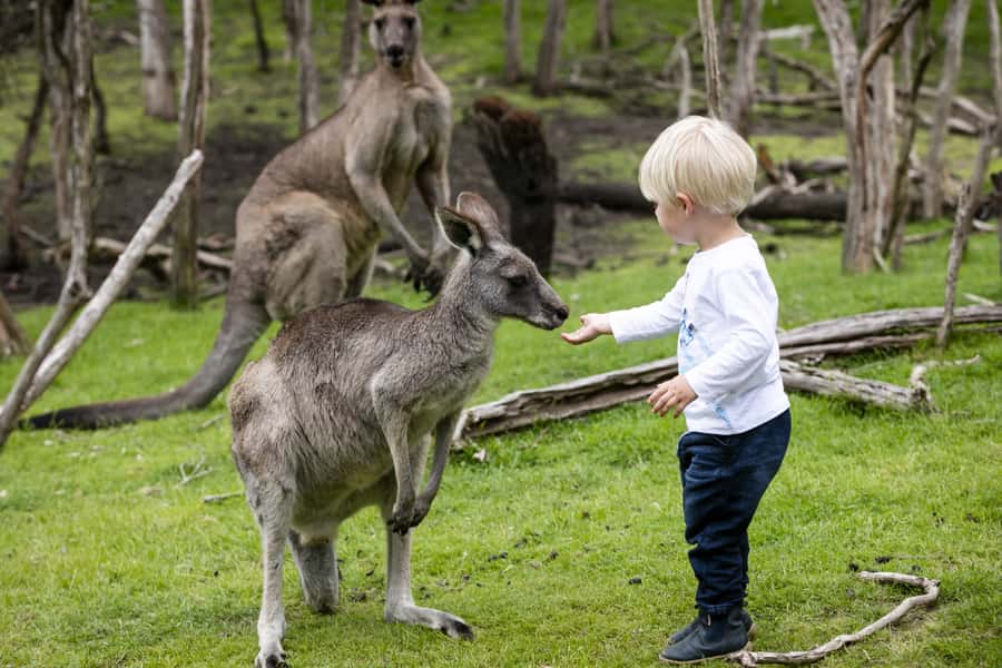 From Melbourne: Penguin Parade, Koalas & Kangaroos - Nobbies Blowhole, Seal Rock Precinct, and the Nobbies Boardwalk