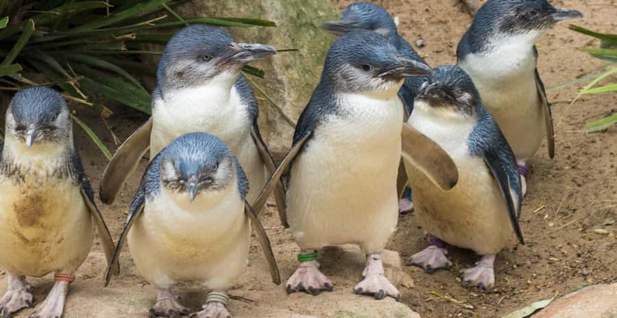 From Melbourne: Penguin Parade, Koalas & Kangaroos - Who This Tour Fits Best (and who should skip it)