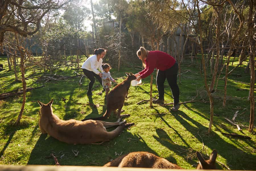 From Melbourne: Penguins and Wildlife Nature Day Tour - The keepers’ talks and how to get more out of your time there