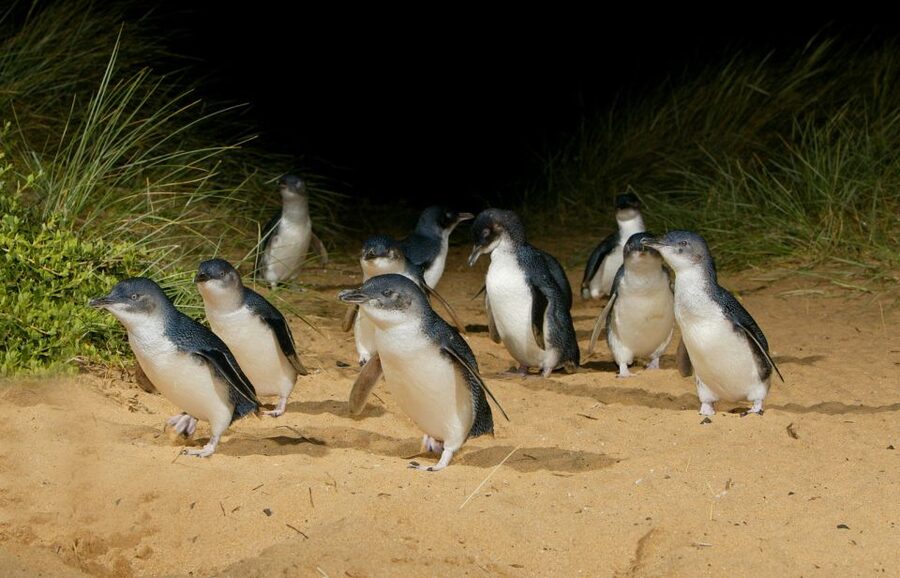 From Melbourne: Penguins and Wildlife Nature Day Tour - Cape Woolamai surf beach, if time lets you stretch it