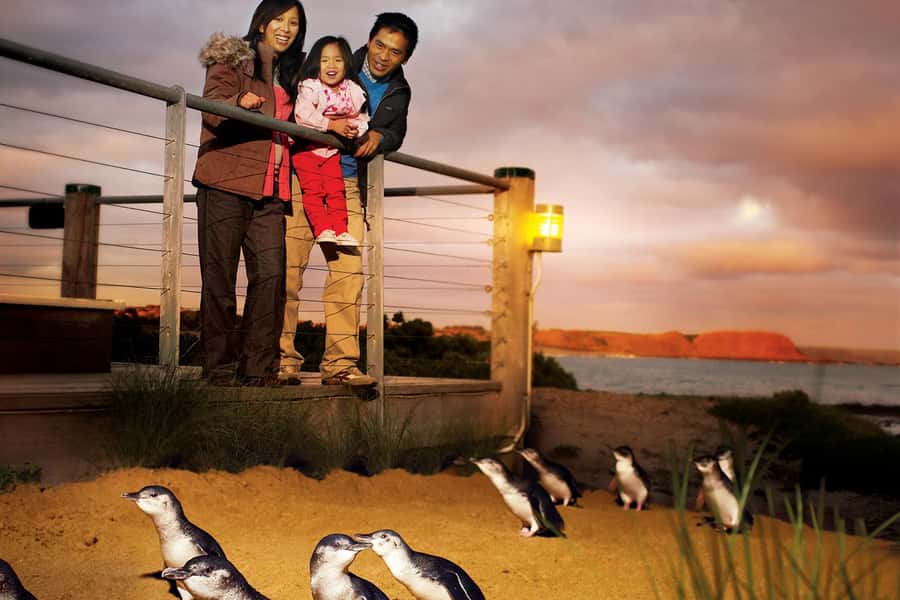 From Melbourne: Phillip Is Penguin Parade & Koala Reserve - From Southern Cross to Phillip Island: the ride that sets the mood