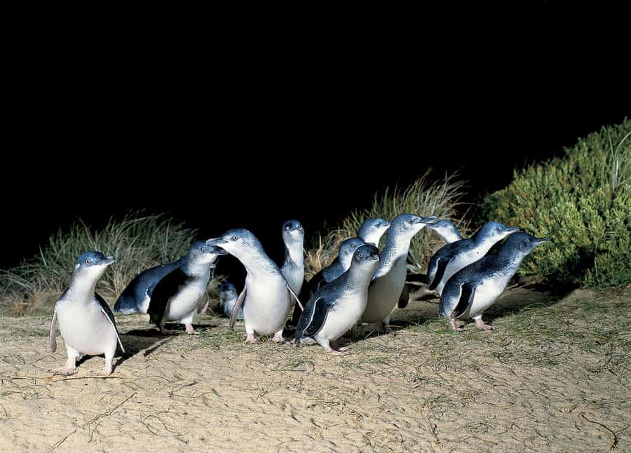 From Melbourne: Phillip Island and Penguin Parade Day Tour - Key highlights at a glance