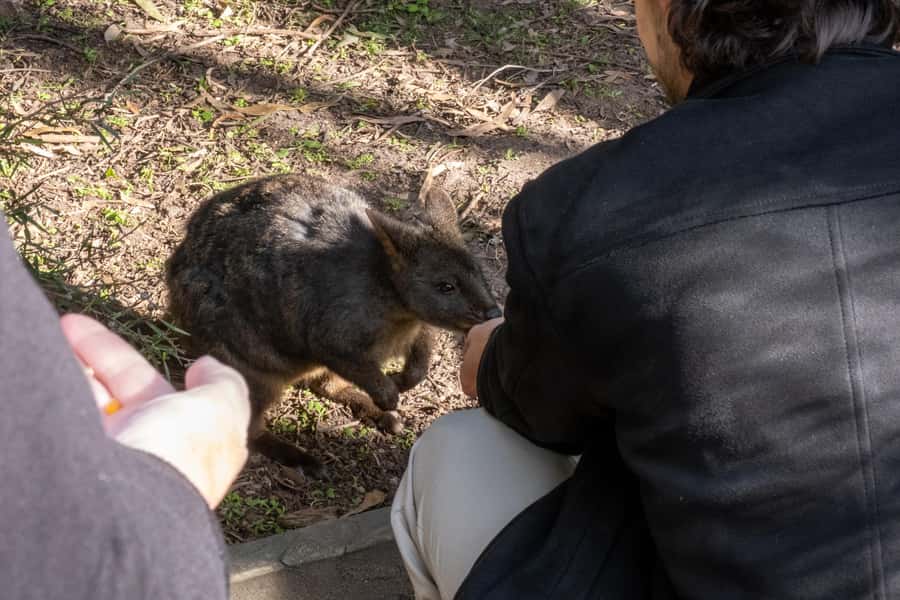From Melbourne: Phillip Island and Penguin Parade Day Tour - From Melbourne to Phillip Island: a structured, time-tight day