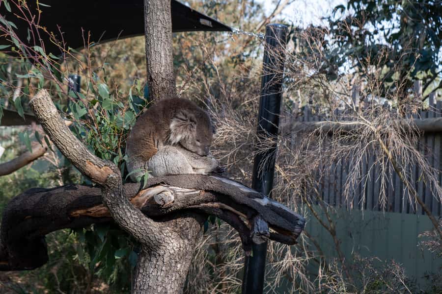 From Melbourne: Phillip Island and Penguin Parade Day Tour - Cape Woolamai, The Nobbies, and Seal Rocks: beaches plus seal spotting
