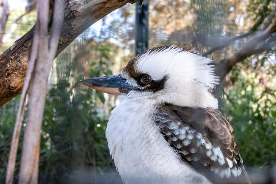 From Melbourne: Phillip Island and Penguin Parade Day Tour - Price and value: does $102 really make sense?