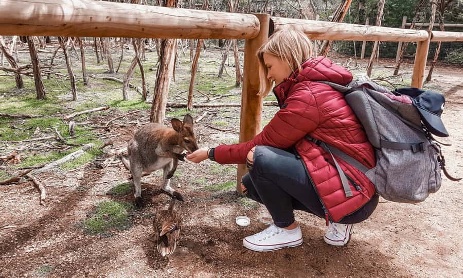 From Melbourne: Phillip Island Penguin Parade Eco Tour - Key points that matter before you go