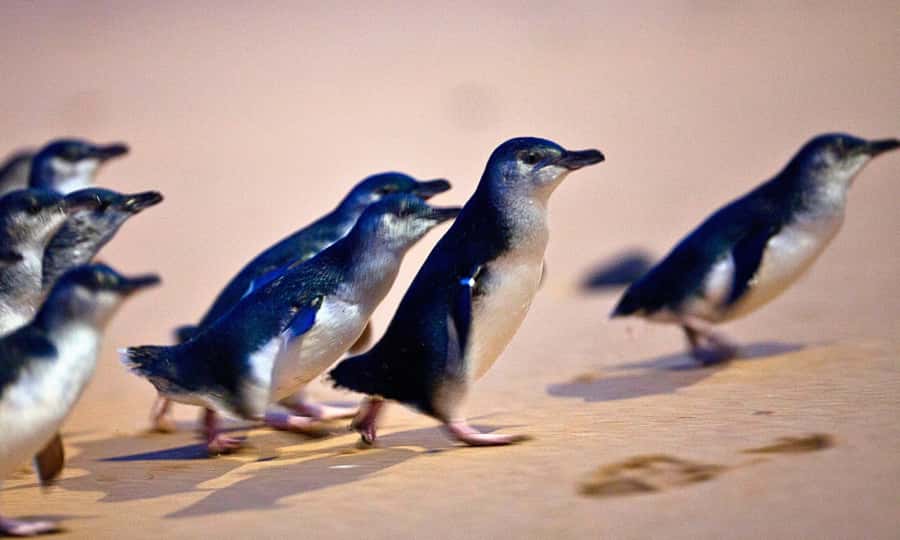 From Melbourne: Phillip Island Penguin Parade Eco Tour - From Melbourne pickup to Moonlit Sanctuary: the animal warm-up