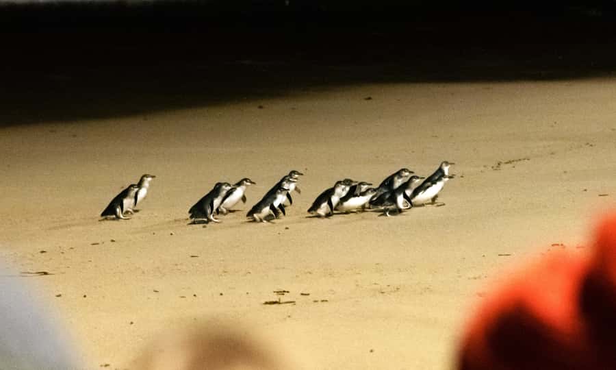 From Melbourne: Phillip Island Penguin Parade Eco Tour - Cape Woolamai (summer only): cliffs and big coastal energy