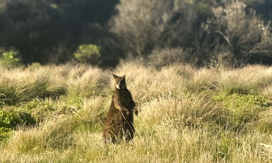 From Melbourne: Phillip Island Penguin Parade Eco Tour - Who this tour is best for